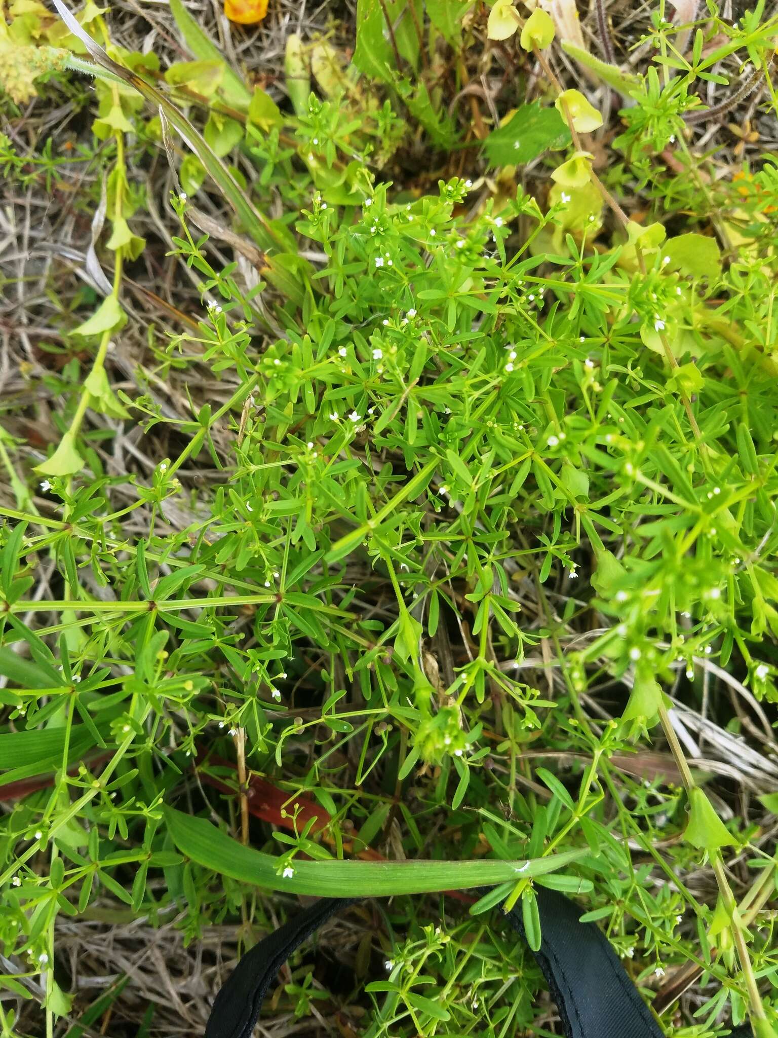 Plancia ëd Galium obtusum Bigelow