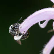 Image de Dufourea monardae (Viereck 1924)