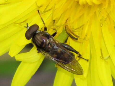 Image of Chalcosyrphus nemorum (Fabricius 1805)