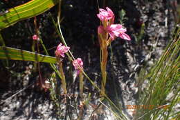 Image de Disa vaginata Harv. ex Lindl.