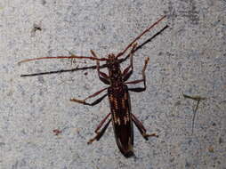Image of Coptocercus rubripes (Boisduval 1835)
