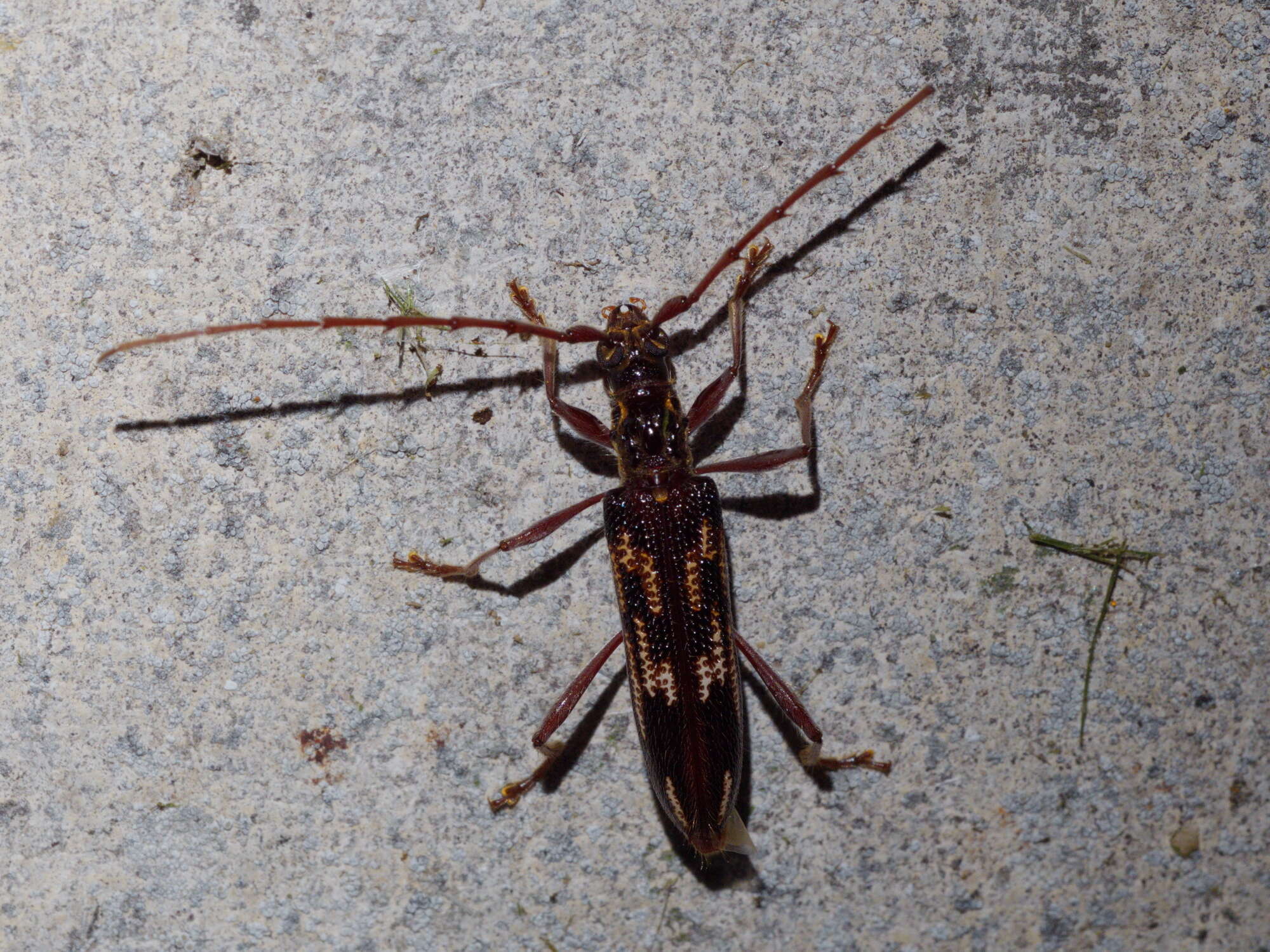 Image of Coptocercus rubripes (Boisduval 1835)