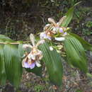 Image of Sobralia caloglossa Schltr.