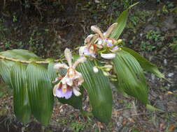 Image of Sobralia caloglossa Schltr.