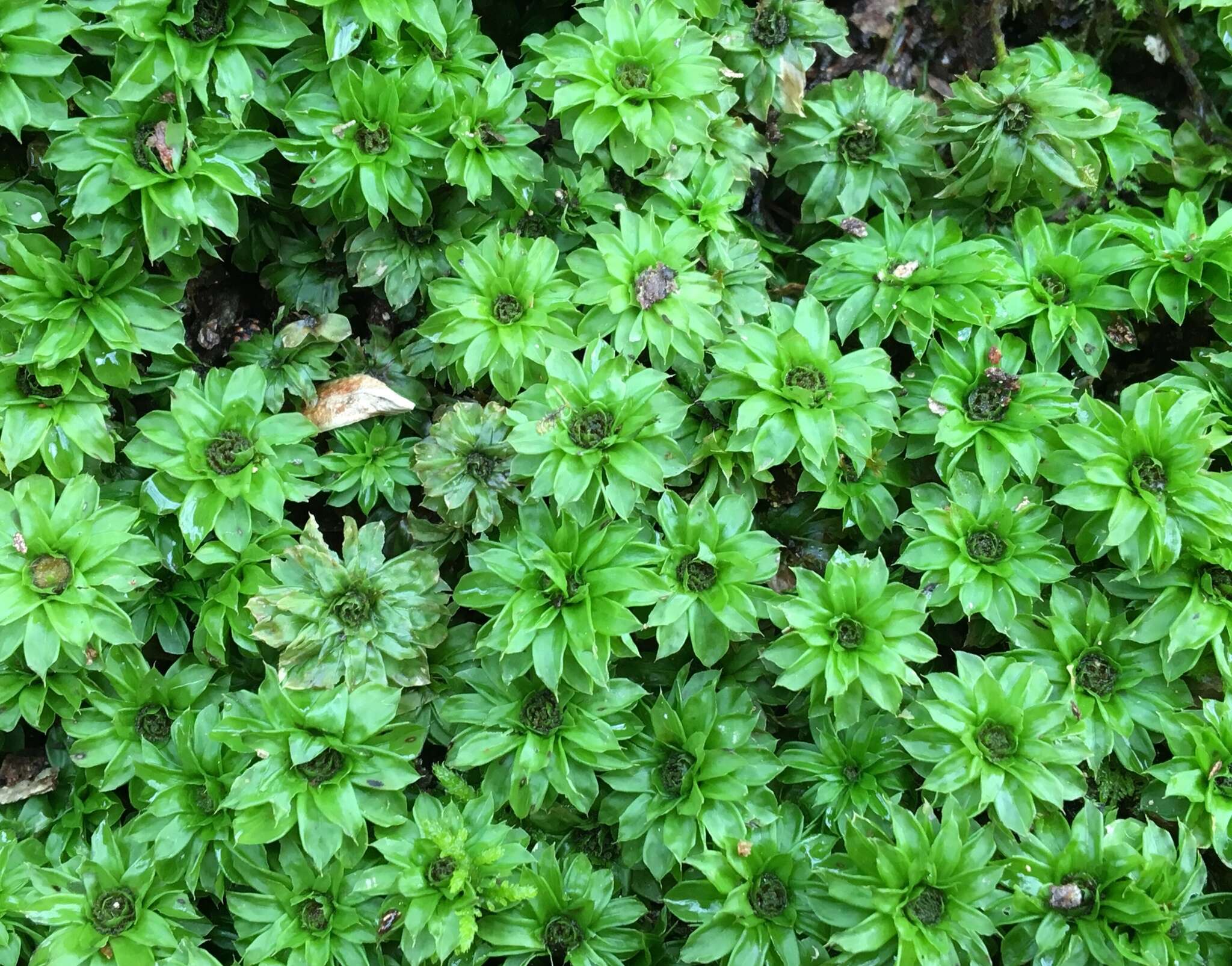 Image of Ontario rhodobryum moss