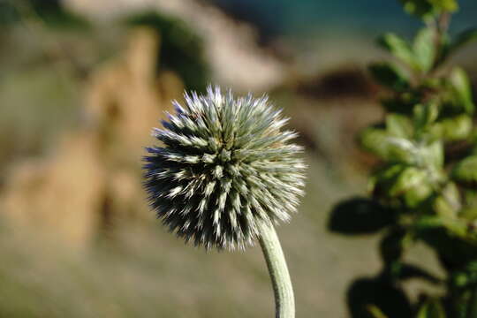 Image of Echinops armatus Stev.