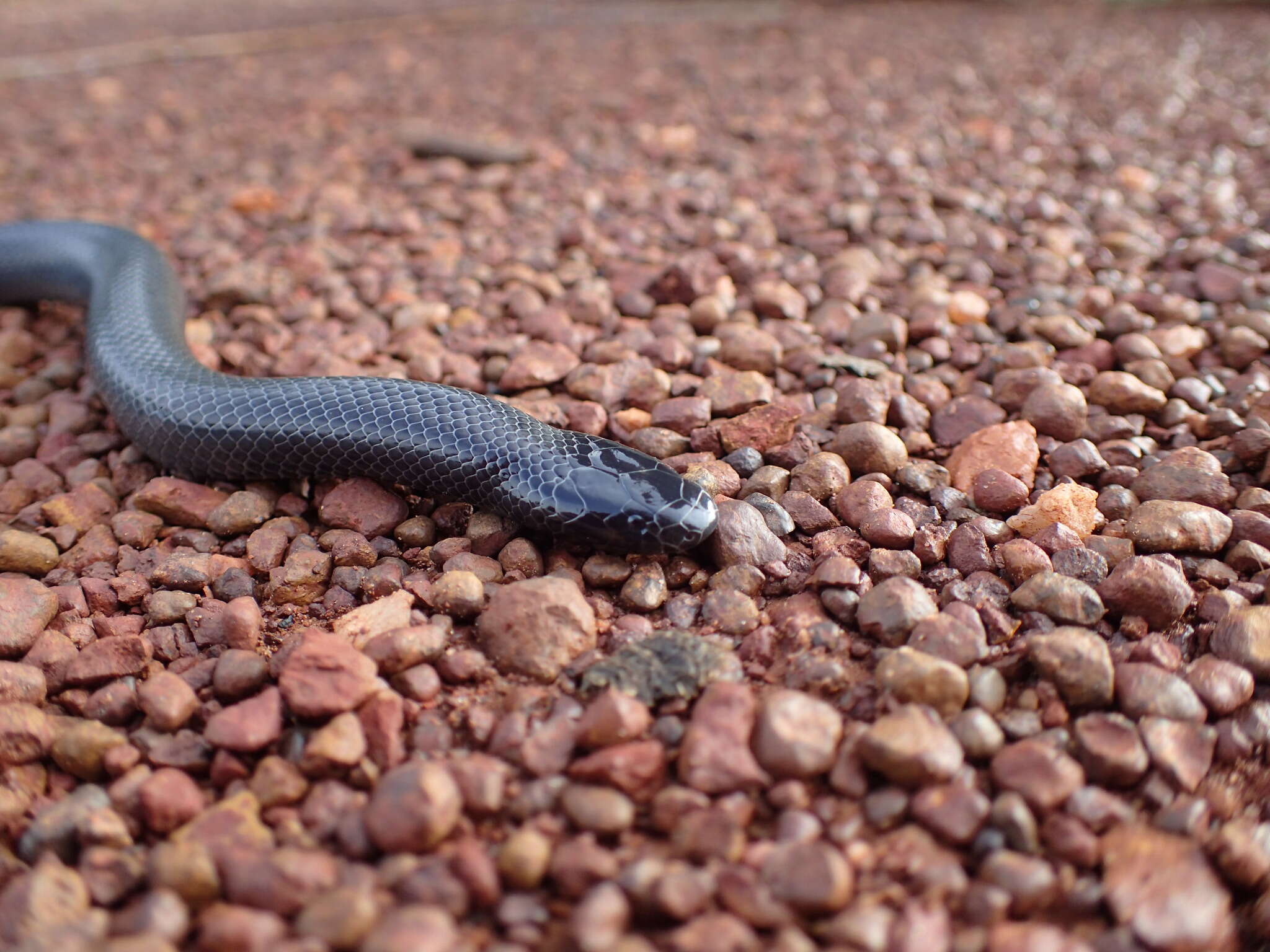 Image of Eastern Congo Burrowing Asp