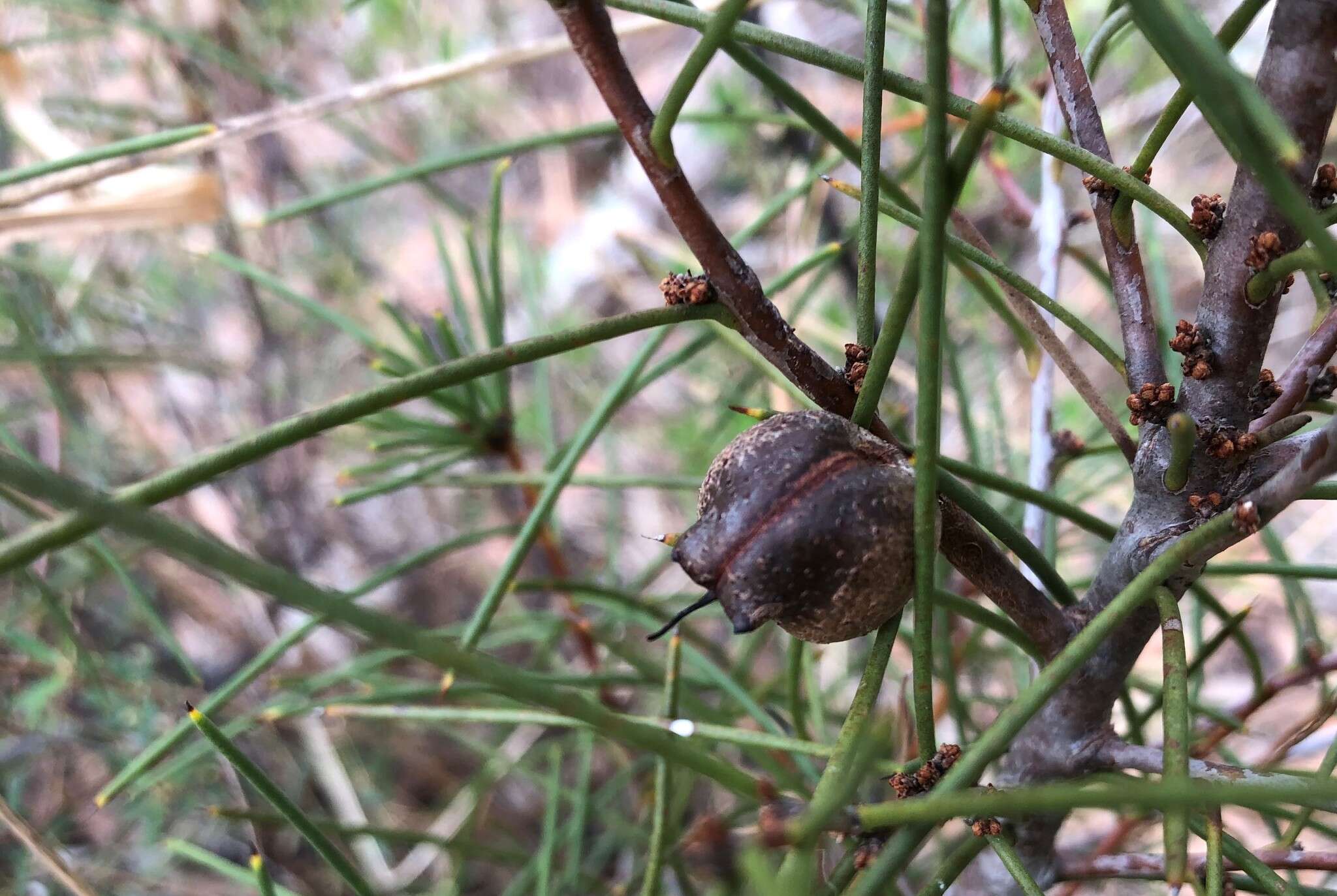 Image of Hakea vittata R. Br.