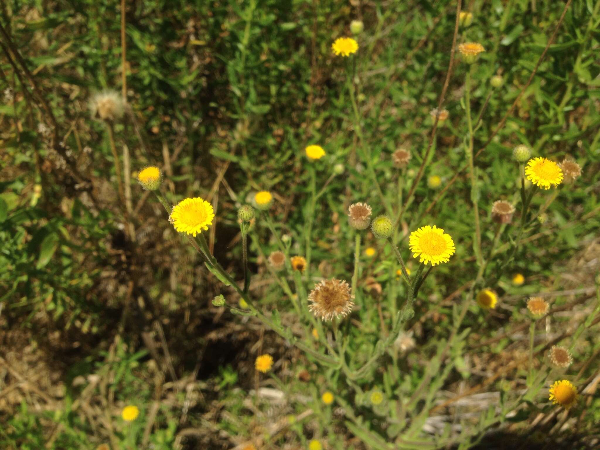 Imagem de Pulicaria paludosa Link