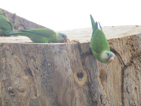 Image of Gray-cheeked Parakeet