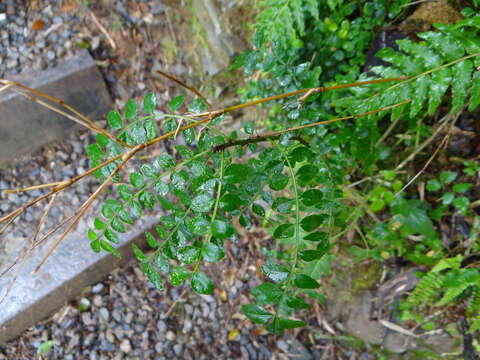 Image of Zanthoxylum schinifolium Siebold & Zucc.