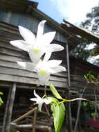 صورة Dendrobium crumenatum Sw.