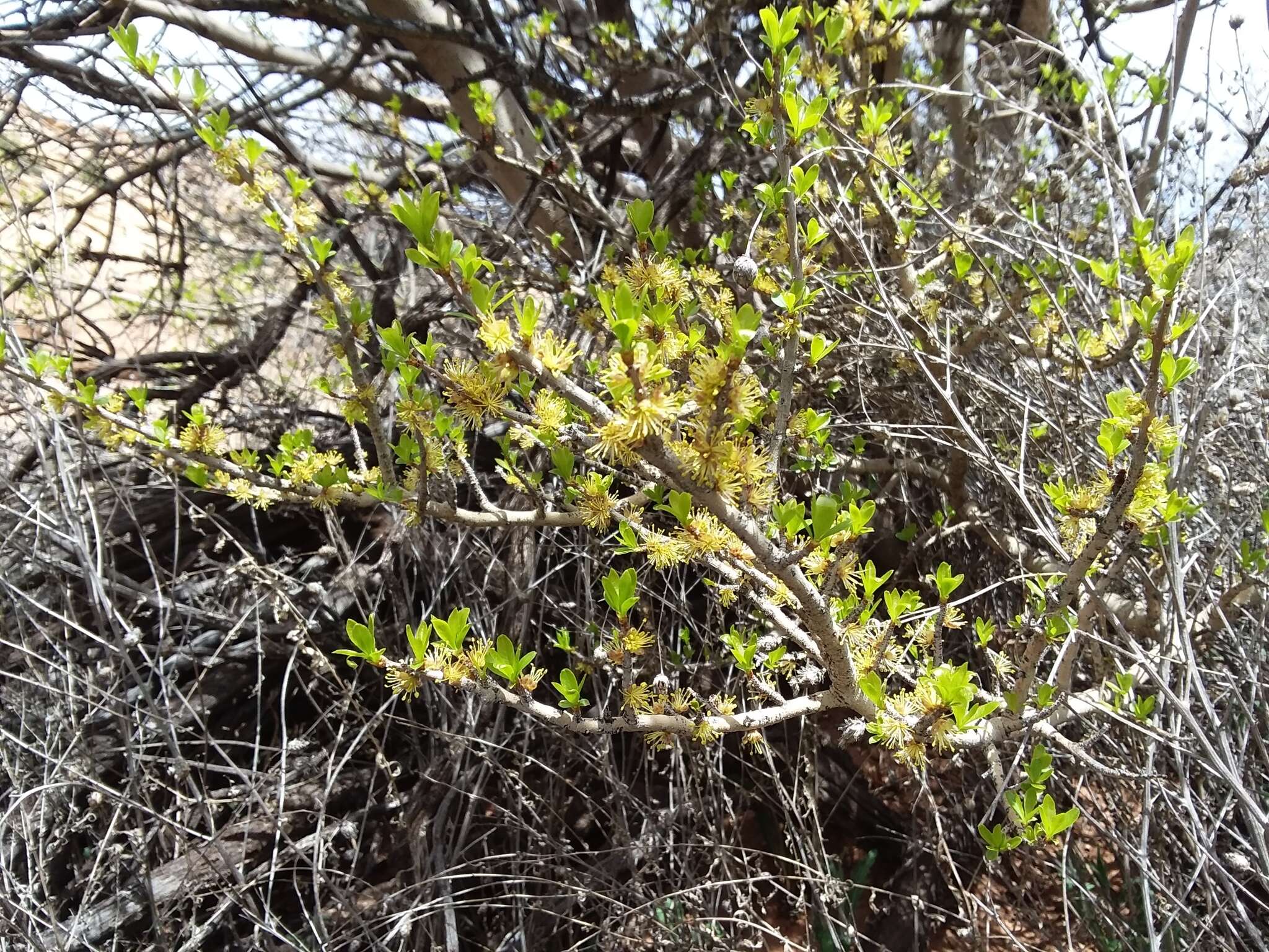 Forestiera pubescens var. pubescens resmi