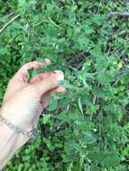 Image of Texas Indian mallow