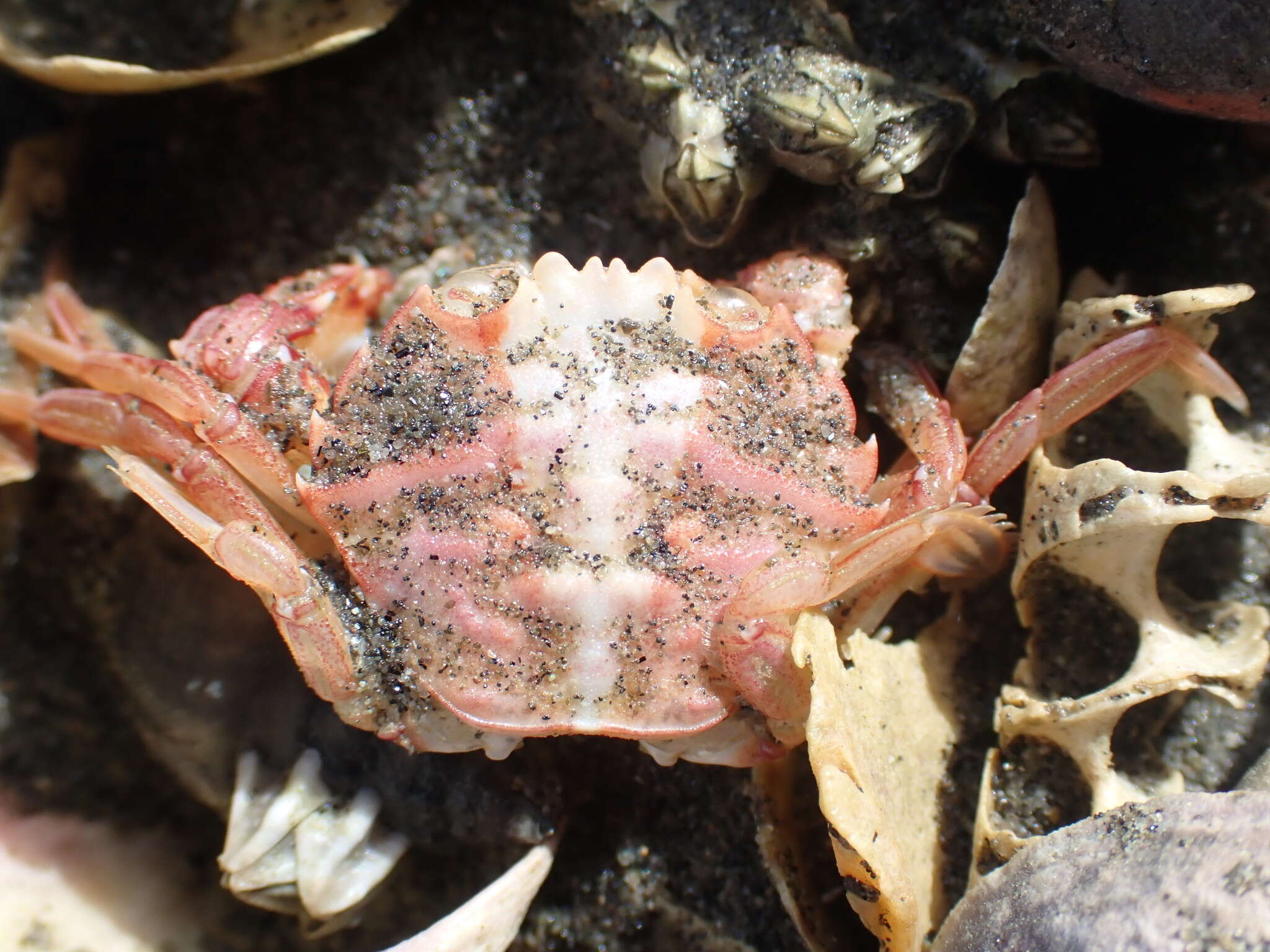 Image of Nectocarcinus antarcticus (Hombron & Jacquinot 1846)