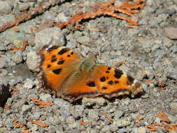 Imagem de Nymphalis xanthomelas japonica Stichel 1902