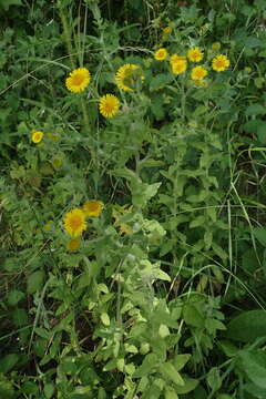 Image of common fleabane