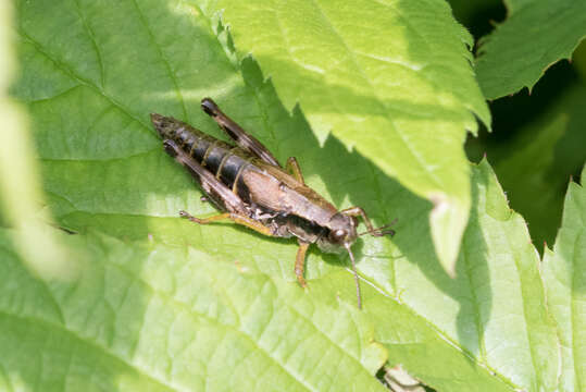 Melanoplus viridipes Scudder & S. H. 1897的圖片