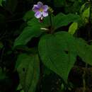 Image of Triolena paleacea (Triana) Almeda & Alvear