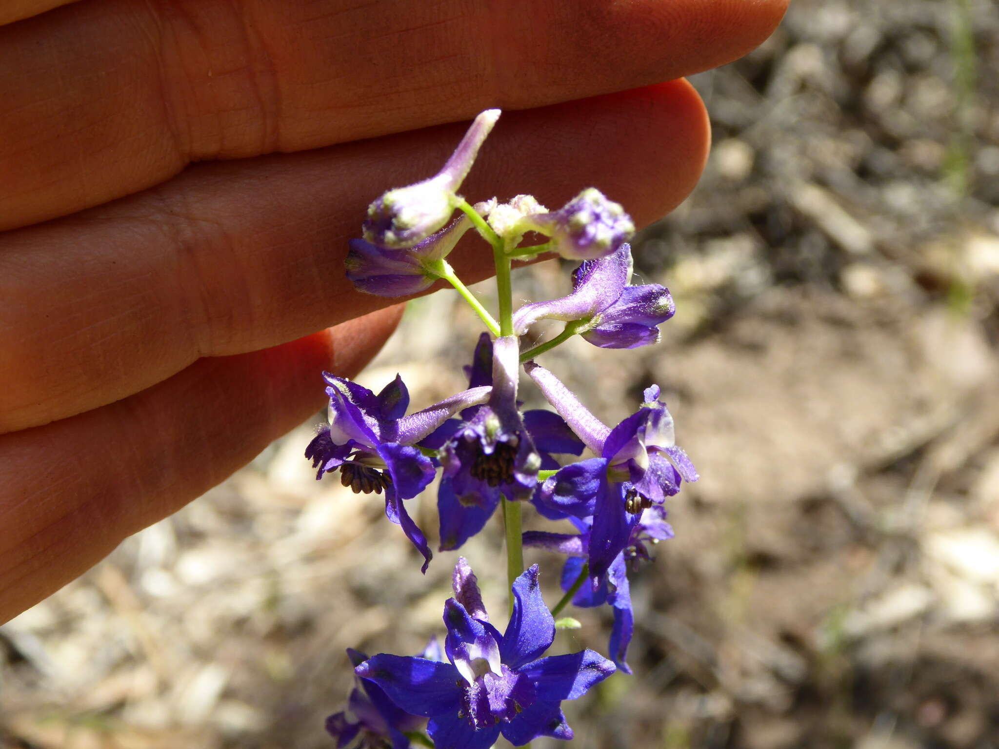 Image of zigzag larkspur