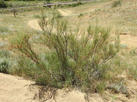 Image of Calligonum aphyllum (Pall.) Guerke