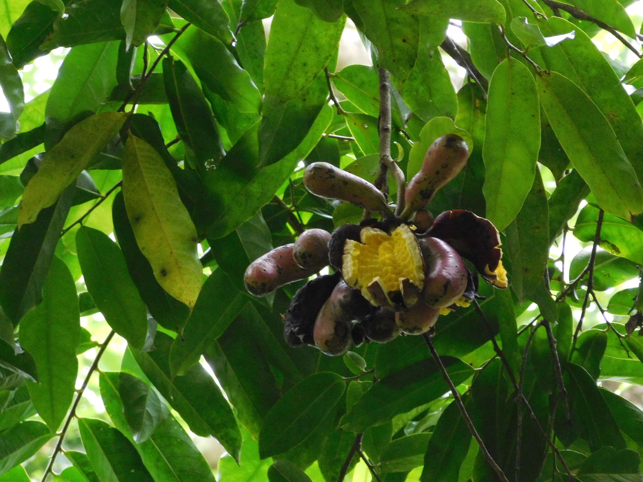 Слика од Cymbopetalum baillonii R. E. Fr.