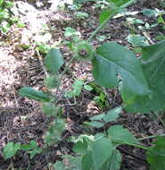 Image of Arctium nemorosum Lej.