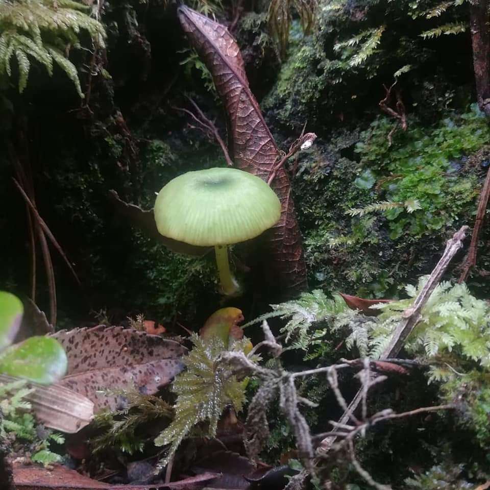 Imagem de Entoloma necopinatum E. Horak 1978