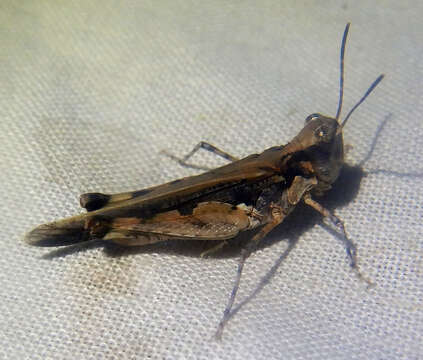 Image of Pycnostictus