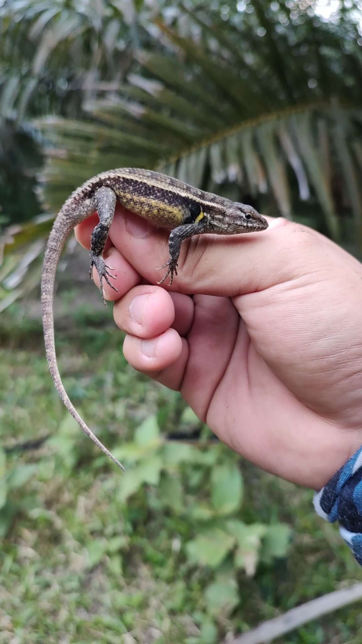 Image of Teapen Rosebelly Lizard