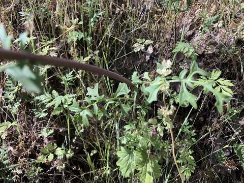 Image of Brewer's ragwort