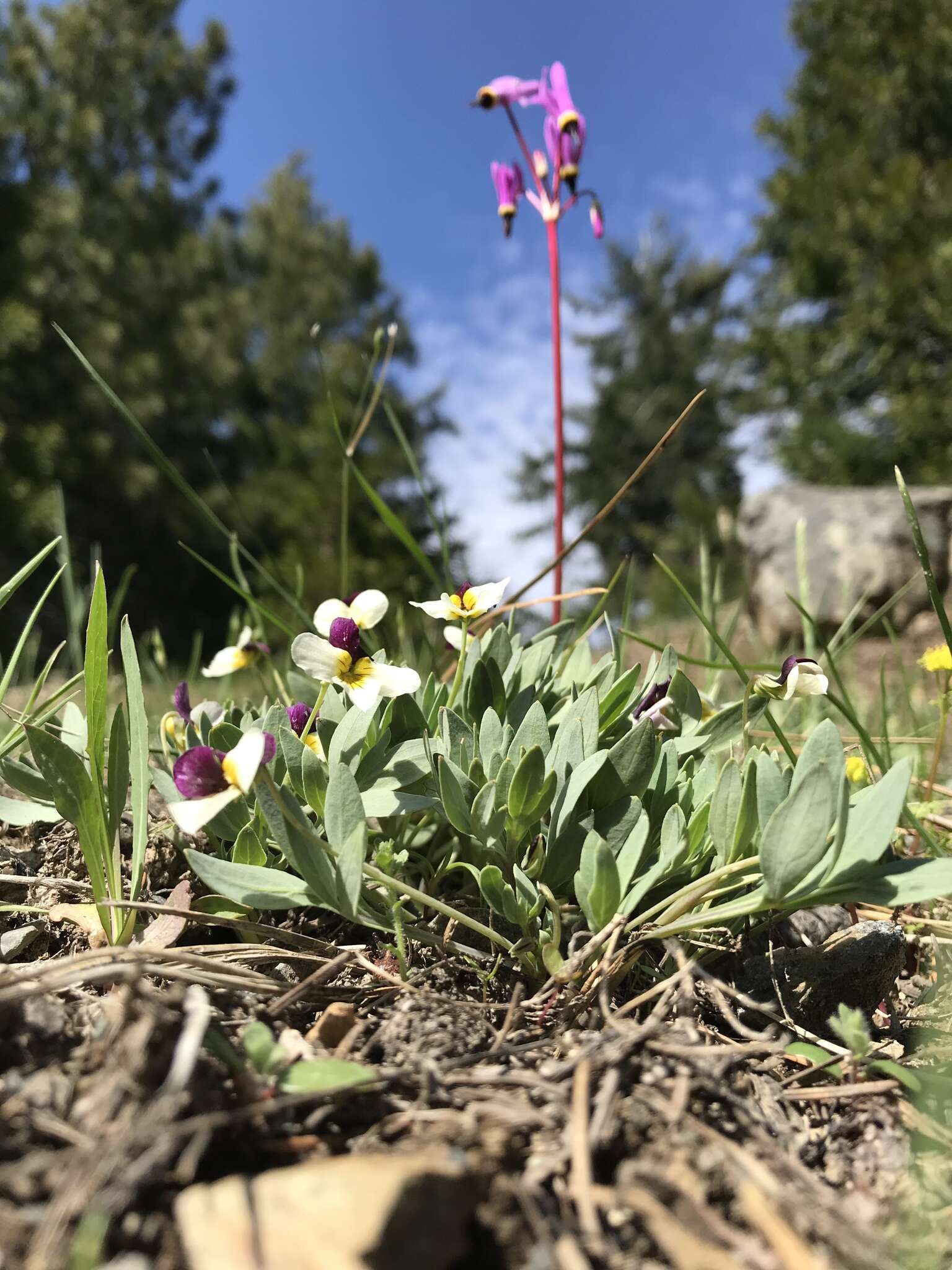 Image of Oregon violet