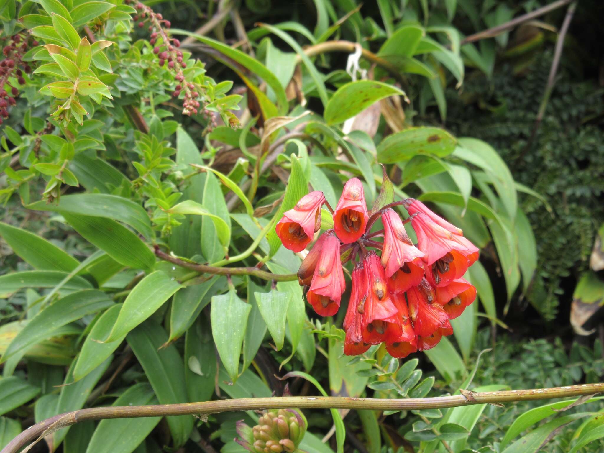 Imagem de Bomarea hirsuta (Kunth) Herb.