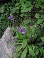 Image of Primula secundiflora Franch.