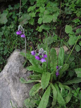 Imagem de Primula secundiflora Franch.