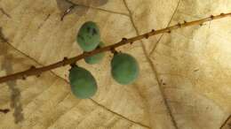 Plancia ëd Operculicarya gummifera (Sprague) Capuron