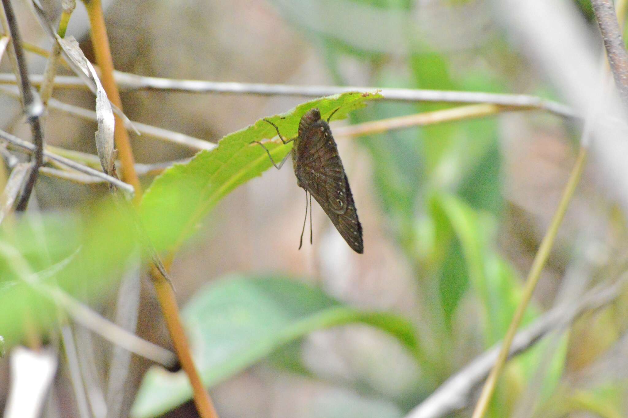 Image of Aricoris emeryi