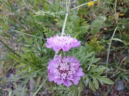 Слика од Scabiosa owerinii Boiss.