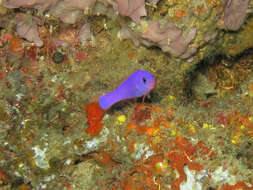 Image of Pseudochromis porphyreus