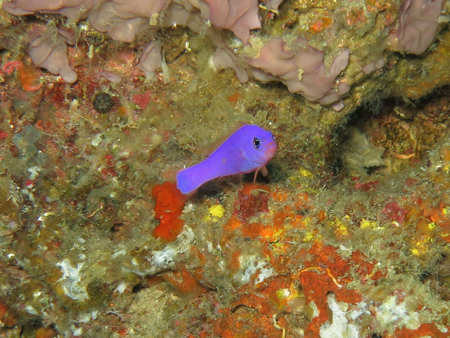 Image de Pictichromis porphyrea (Lubbock & Goldman 1974)