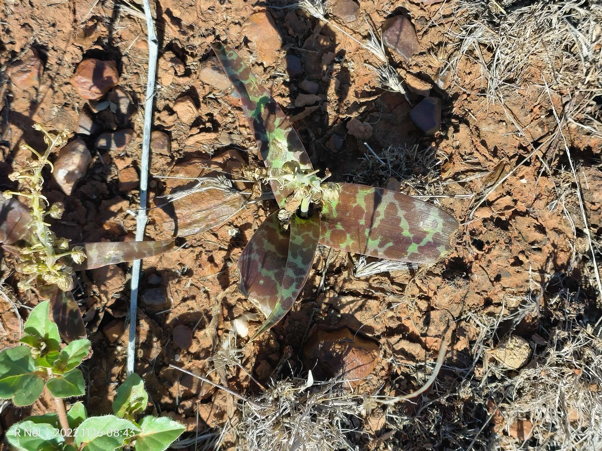 Image of Ledebouria apertiflora (Baker) Jessop