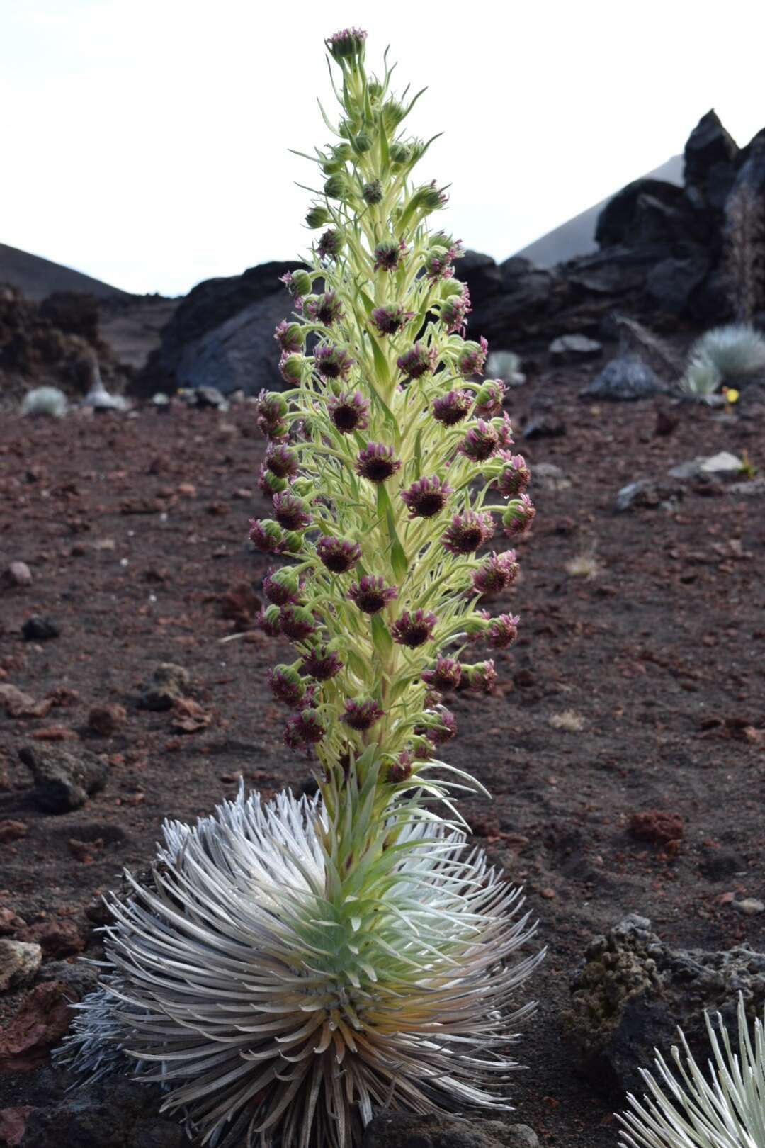 Слика од Argyroxiphium sandwicense subsp. macrocephalum (A. Gray) A. Meyrat