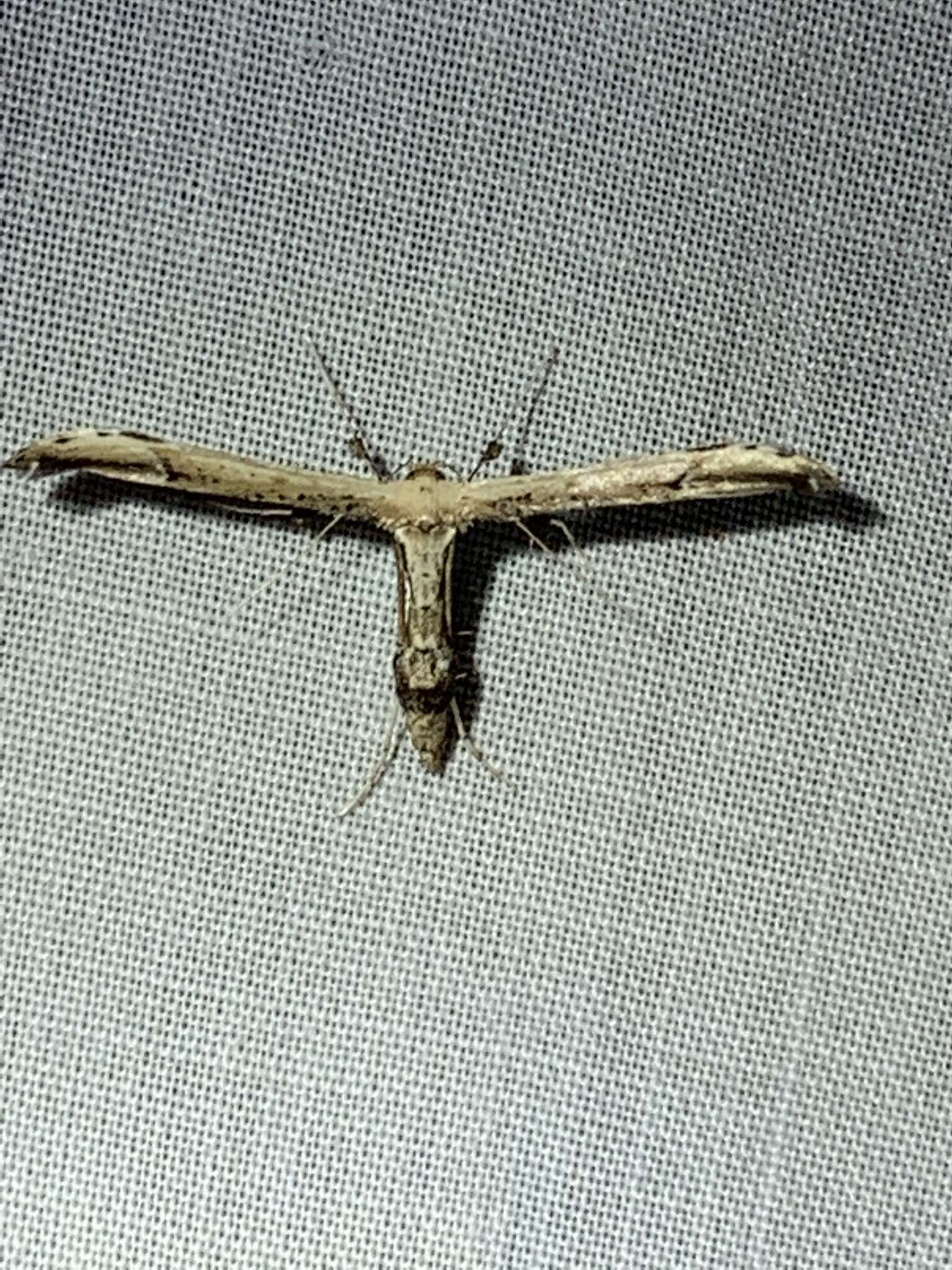 Image of Eupatorium Plume Moth