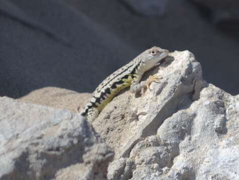 Image of Theresia's Pacific Iguana