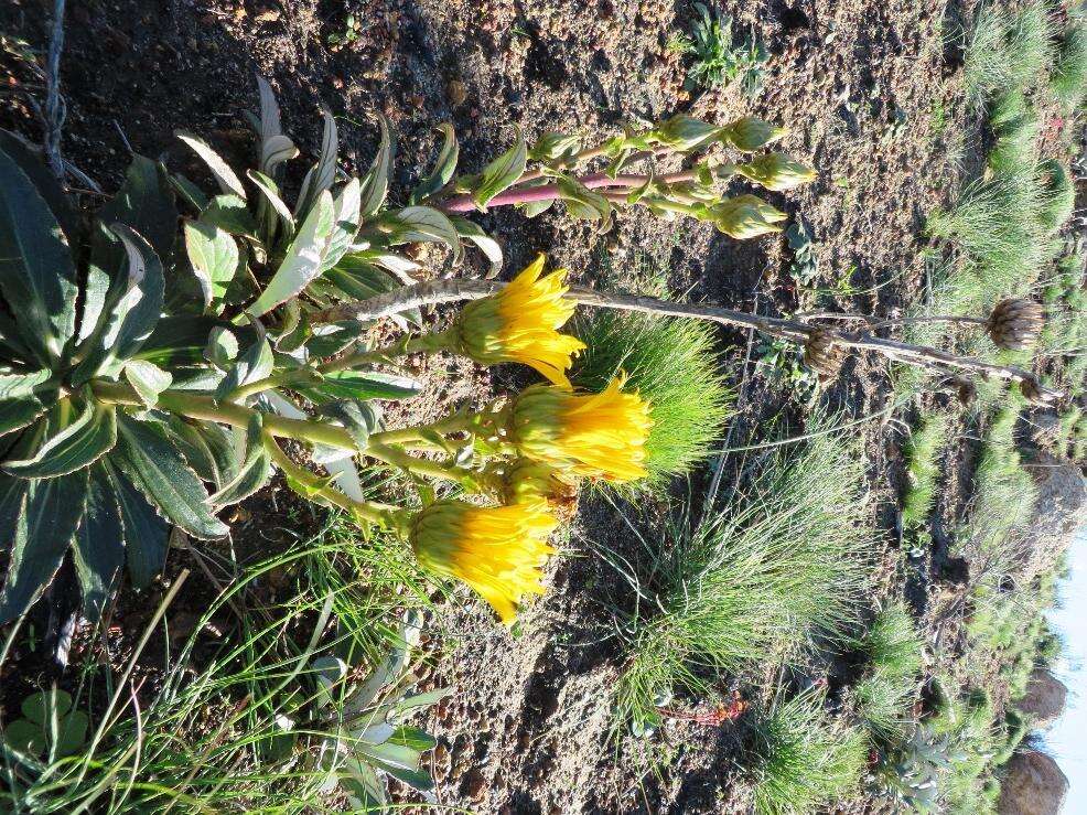 Imagem de Berkheya herbacea (L. fil.) Druce