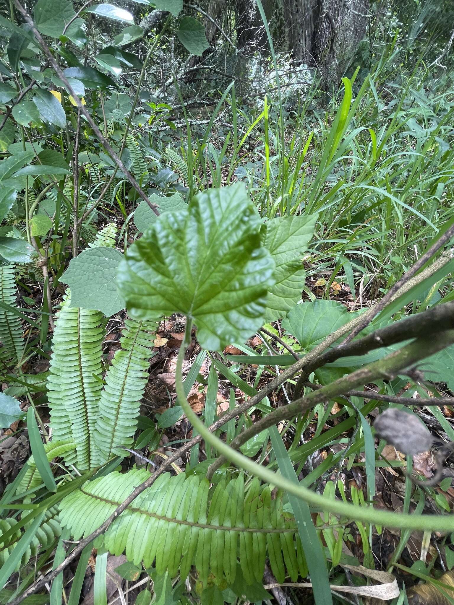 Image of largeroot morning-glory