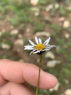 Image of blackhead fleabane