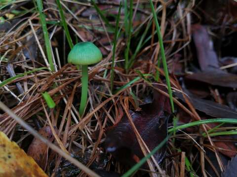 Imagem de Entoloma necopinatum E. Horak 1978