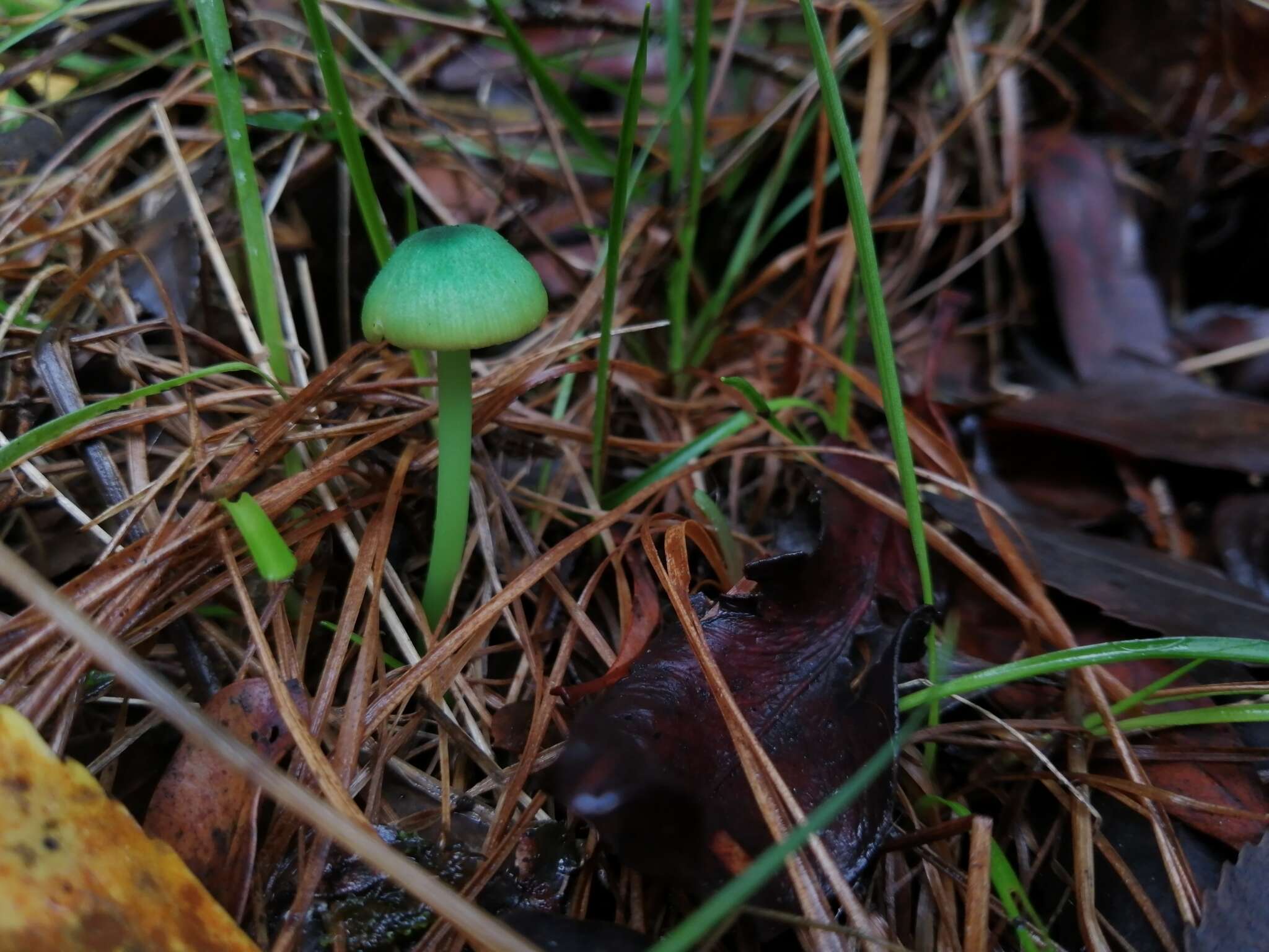 Imagem de Entoloma necopinatum E. Horak 1978