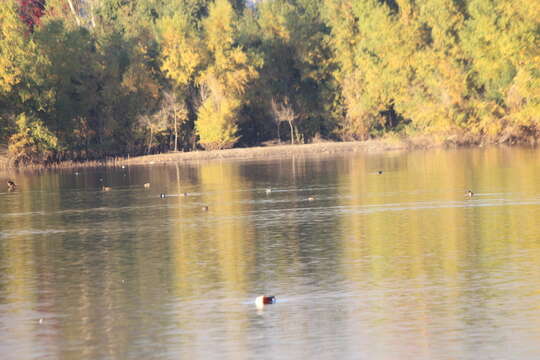 Image of horned grebe (cornutus)